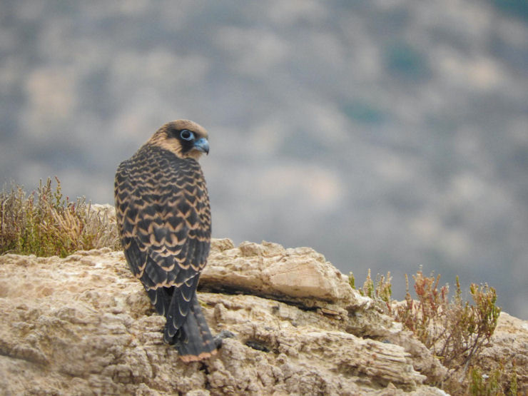 Geraki Mauropetritis Karpathos 070520