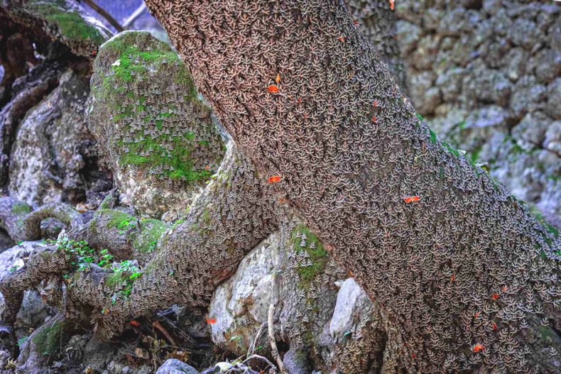 Petaloudes Rodos 100724b