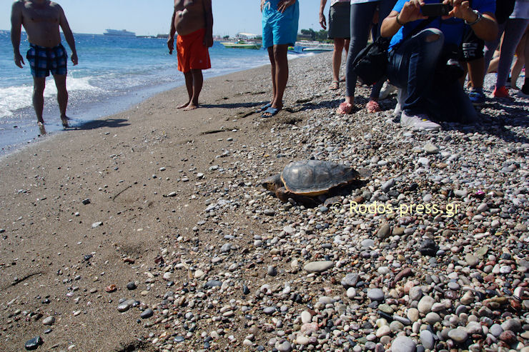 Xelona Kareta Ariadni 080618e