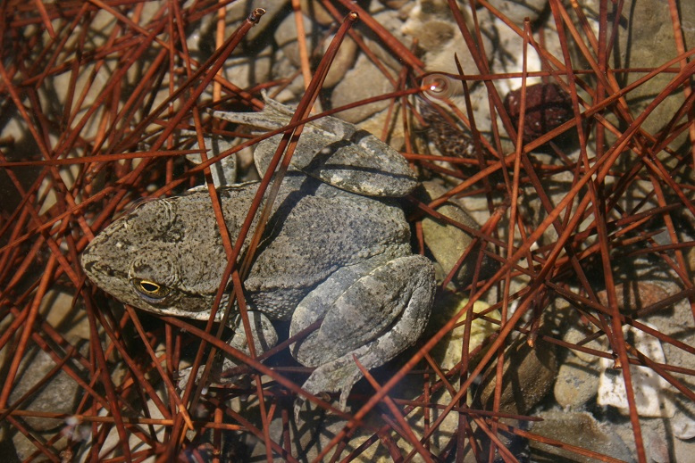 Batraxos Karpathou Pelophylax Cerigensis 040320